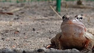 قورباغه‌ای که در نزدیکی سن پترزبورگ منتظر عبور از جاده است تا به محل‌های تخم‌ریزی برسد