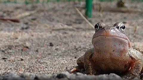 Une grenouille attendant de traverser une route près de Saint-Pétersbourg pour atteindre des sites de frai