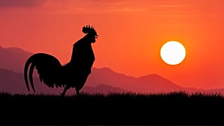 بانگ صبحگاهی خروس