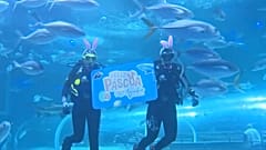 Taucher mit Hasenohren halten ein Schild mit der Aufschrift 'Frohe Ostern' im Aquarium von Rio de Janeiro zur Osterfeier.