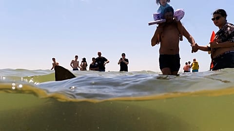 Un requin nage près des baigneurs dans la mer Méditerranée à Hadera, Israël, samedi 19 avril 2025