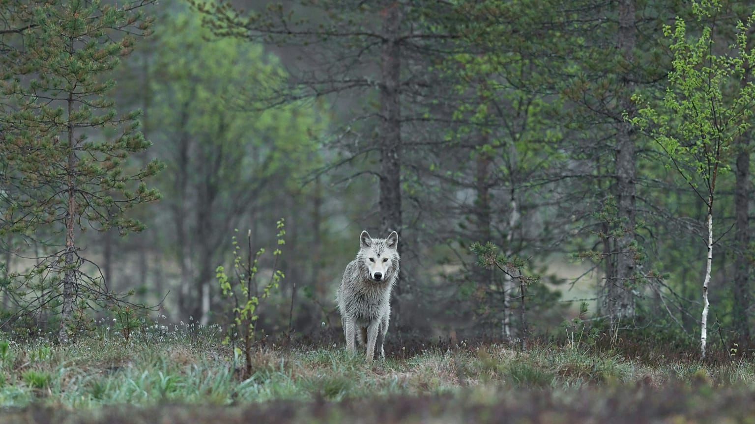 Organisers say these wildlife experiences benefit wolf conservation by teaching about peaceful coexistence and habitat preservation. 