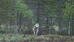 Organisers say these wildlife experiences benefit wolf conservation by teaching about peaceful coexistence and habitat preservation. 