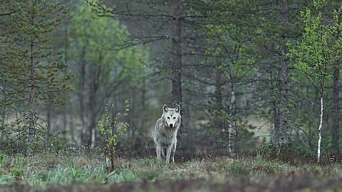 Organisers say these wildlife experiences benefit wolf conservation by teaching about peaceful coexistence and habitat preservation. 