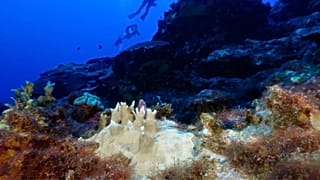 Un corail blanchi dans le sanctuaire marin national de Flower Garden Banks, au large de la côte de Galveston, au Texas, aux États-Unis