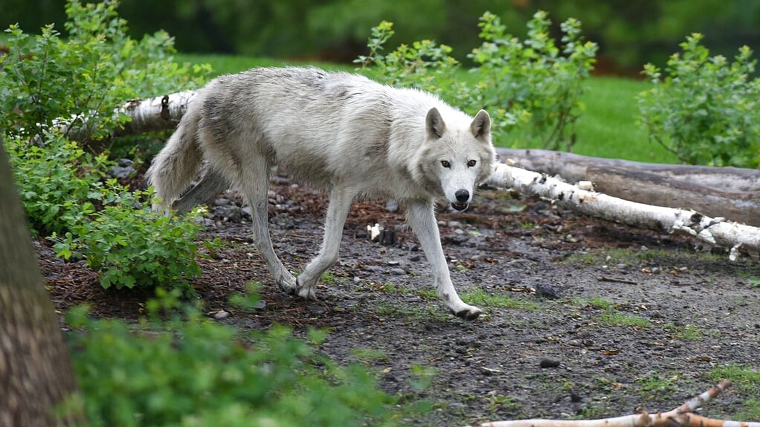 Un loup.
