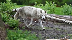 Un loup.