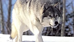 Un lobo sobre la nieve