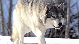 Un lobo sobre la nieve
