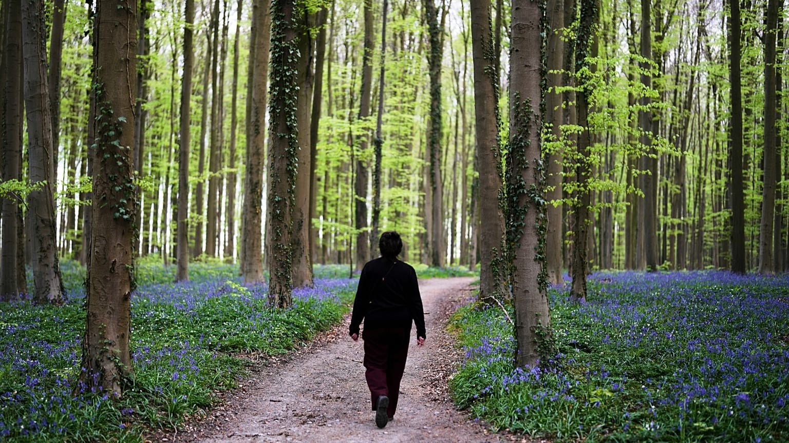Una mujer camina por un sendero con campanillas, también conocidas como jacintos silvestres, en el bosque de Hallerbos, al sur de Bruselas, Bélgica, el martes 22 de abril de 2025.