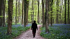 Una mujer camina por un sendero con campanillas, también conocidas como jacintos silvestres, en el bosque de Hallerbos, al sur de Bruselas, Bélgica, el martes 22 de abril de 2025.