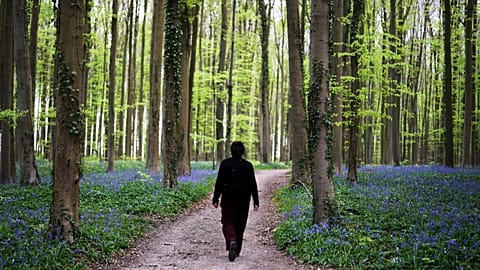 A woman walks on a path with Bluebells, also known as wild hyacinth, in the Hallerbos forest, south of Brussels, Belgium, on Tuesday, April 22, 2025.