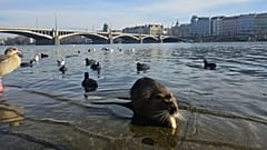 Ένας nutria αράζει στην όχθη του ποταμού στην Αυστρία.