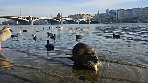 Ένας nutria αράζει στην όχθη του ποταμού στην Αυστρία.