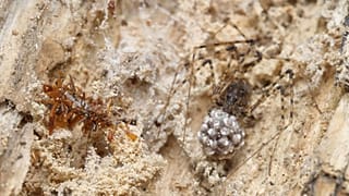 This carnivorous "bone collector" caterpillar is a reminder of how little we know about insects.
