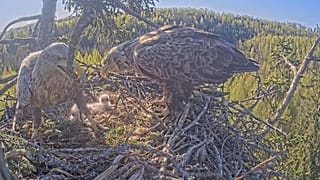 Les retransmissions en direct d'animaux, comme celle-ci qui présente des aigles en Lettonie, font fureur sur l'internet.