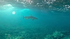 Un tiburón en el arrecife de coral en Vairao, Tahití, Polinesia Francesa, en enero de 2024. 