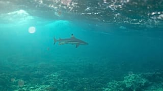 Bir köpekbalığı Vairao, Tahiti, Fransız Polinezyası'nda mercan kayalıkları boyunca yüzüyor, Ocak 2024. 