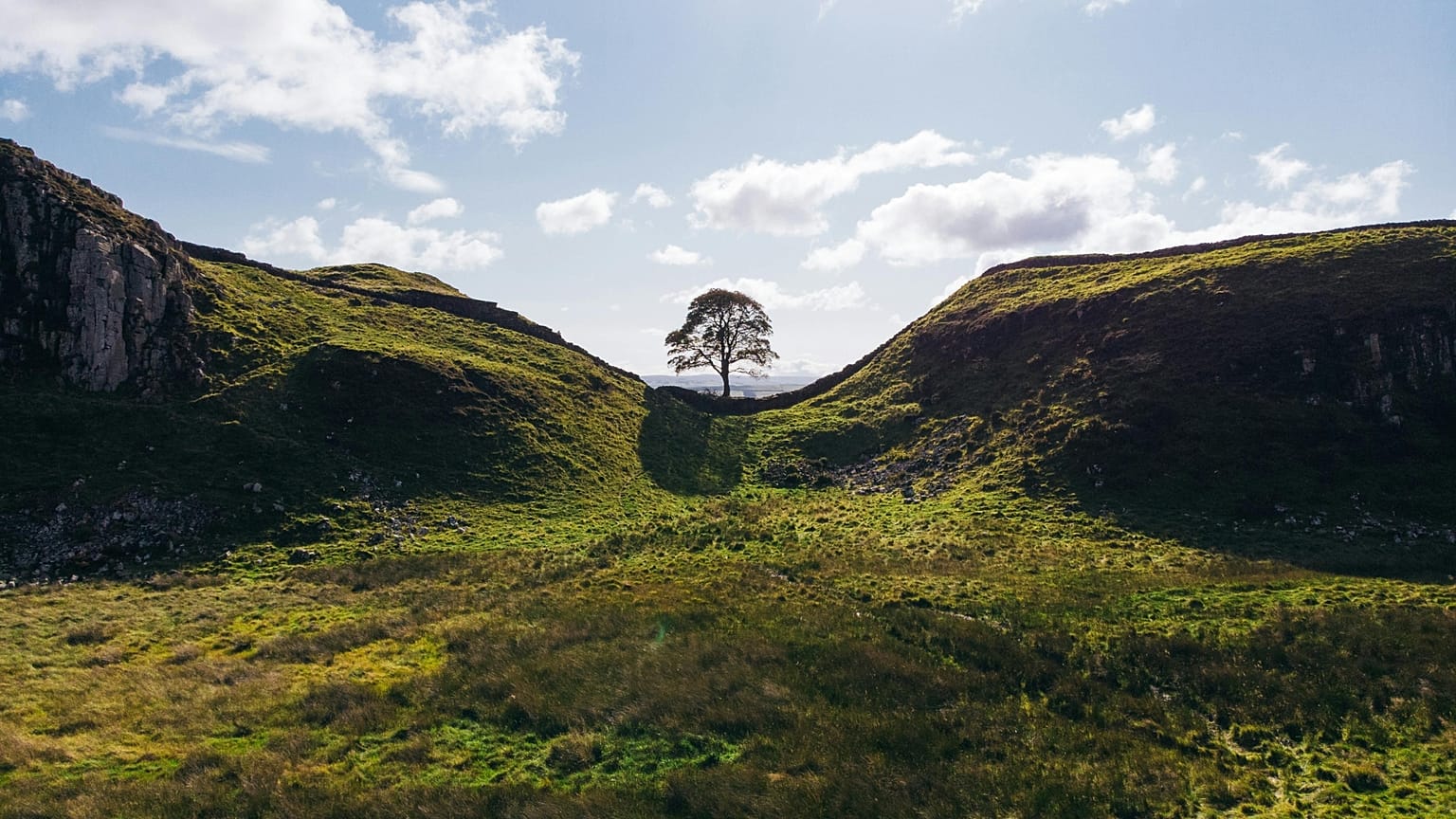Kesilmeden önceki sevgili Sycamore Gap ağacı.