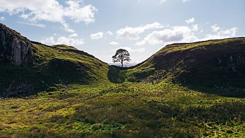 The beloved Sycamore Gap tree before it was cut down.