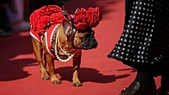 Ein Französischer Bulldogge nimmt an der Parade der Französischen Bulldoggen im Vorontsovsky Park in Moskau, Russland, am Sonntag, den 27. April 2025 teil.