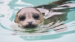 Uma foca nada num tanque no novo santuário de focas em Lauwersoog, no norte dos Países Baixos.
