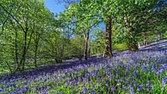 In ganz Schottland und im Vereinigten Königreich haben die Glockenblumen Hochsaison.