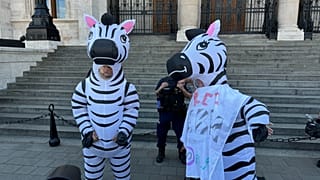 Zebrák a parlament előtt