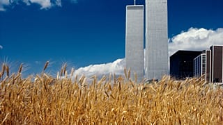 Dénes Ágnes ökológiai projektje, a manhattani búzatábla, 1982