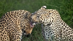 Durch illegalen Handel ist das Überleben der Leoparden bedroht 