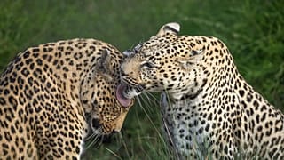 Leoparlar, hayatta kalmalarını tehdit eden artan ticarileşme ile karşı karşıyadır. 