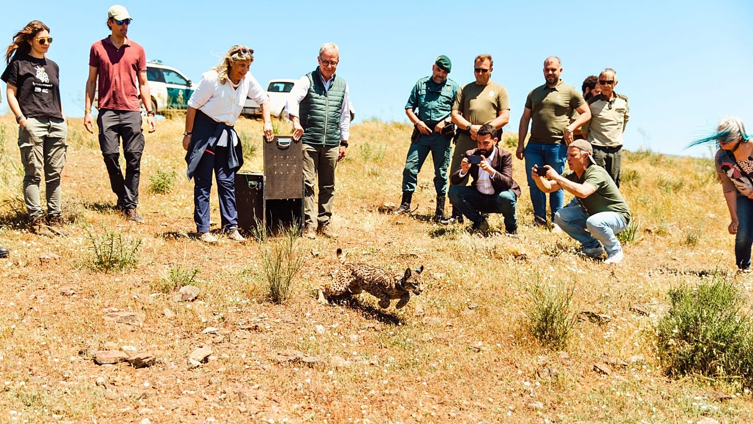 Genç bir İber vaşağı Extremadura'da serbest bırakıldı, 28 Nisan 2025.