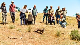 Genç bir İber vaşağı Extremadura'da serbest bırakıldı, 28 Nisan 2025.