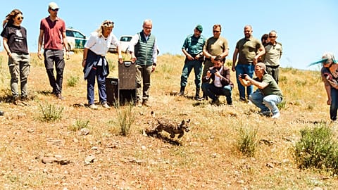Un jeune lynx ibérique est relâché en Estrémadure, le 28 avril 2025.