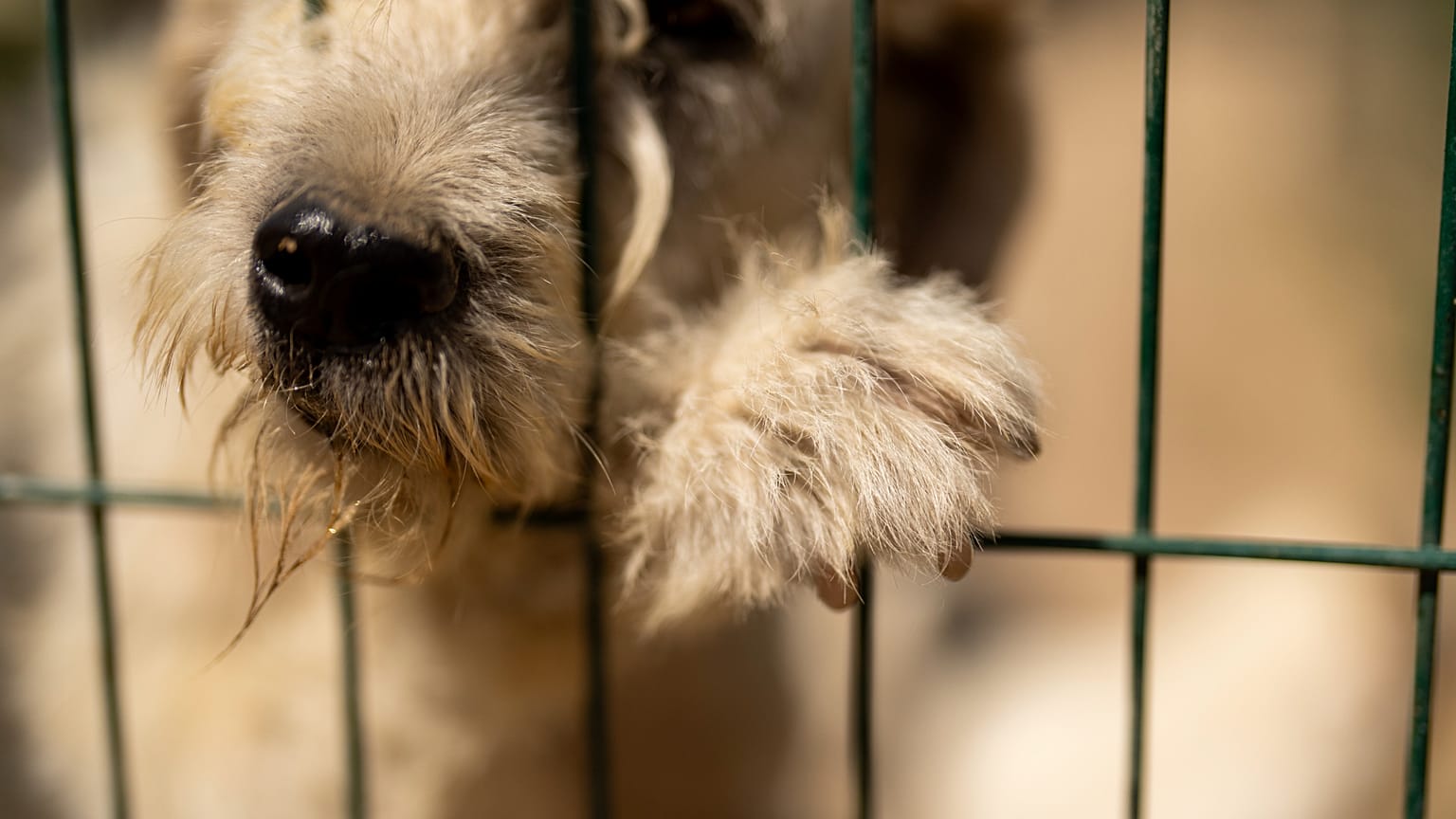Kurtarılmış bir sokak köpeği, Lüleburgaz'daki 'Mor Pati Derneği' hayvan barınağında görülüyor, 25 Haziran 2024.