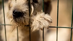 Kurtarılmış bir sokak köpeği, Lüleburgaz'daki 'Mor Pati Derneği' hayvan barınağında görülüyor, 25 Haziran 2024.