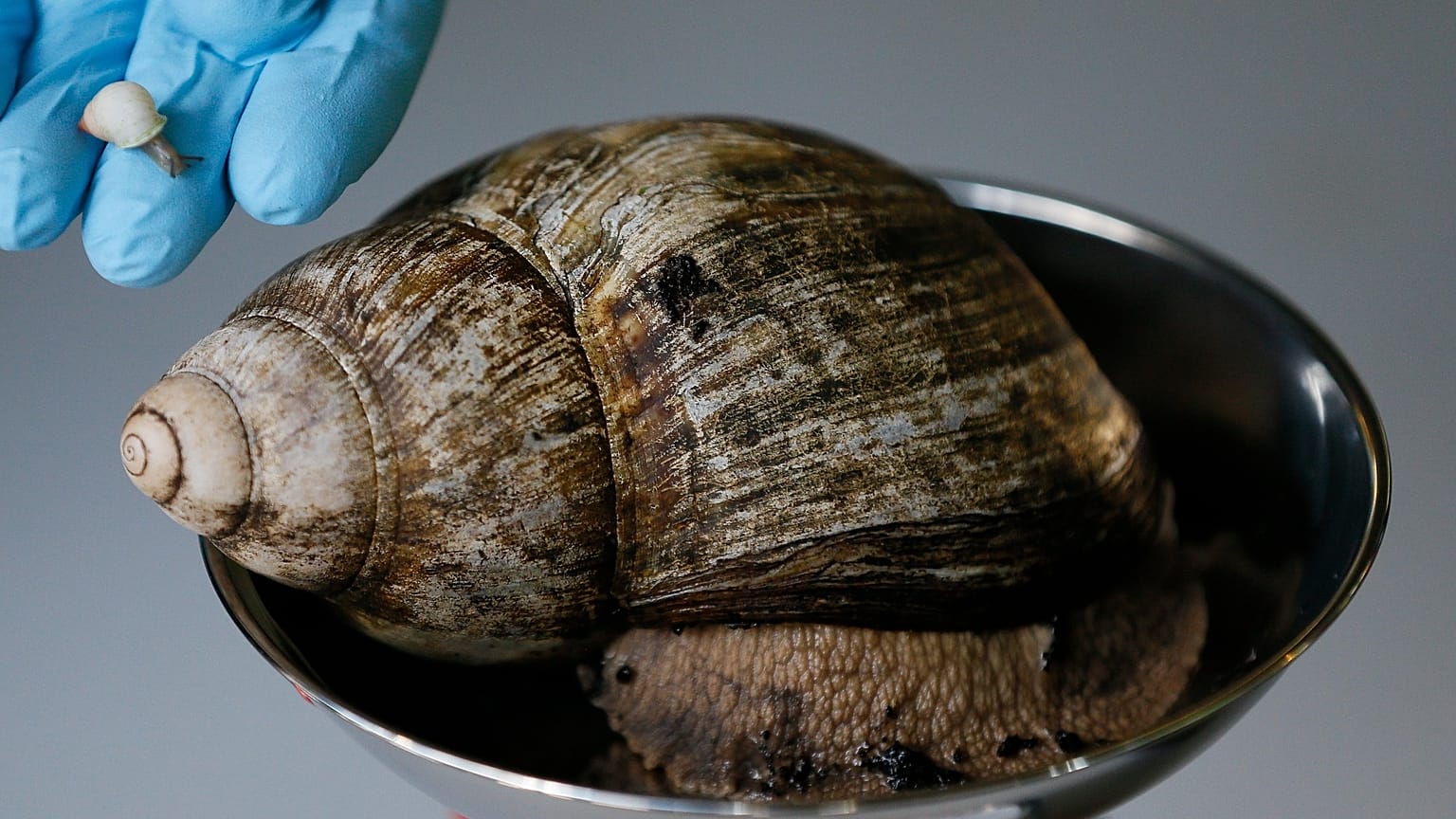 A Powelliphanta augusta snail lays an egg from it's neck at the Hokitika Snail Housing facility, 18 September 2024, in Hokitika, New Zealand.