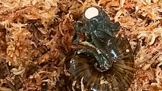 Bir Powelliphanta augusta salyangozu, 18 Eylül 2024'te Yeni Zelanda'nın Hokitika kentindeki Hokitika Salyangoz Barındırma tesisinde boynundan bir yumurta bırakıyor.