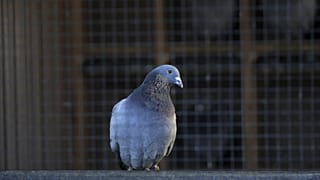 حمامة 