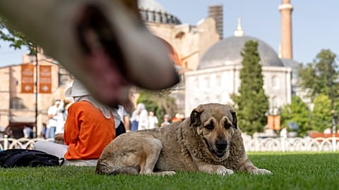 Animal rights advocates have also claimed that many street animals were indiscriminately killed after the passage of the law last August.