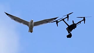 One of the seagulls that perched on the roof of the Sistine Chapel