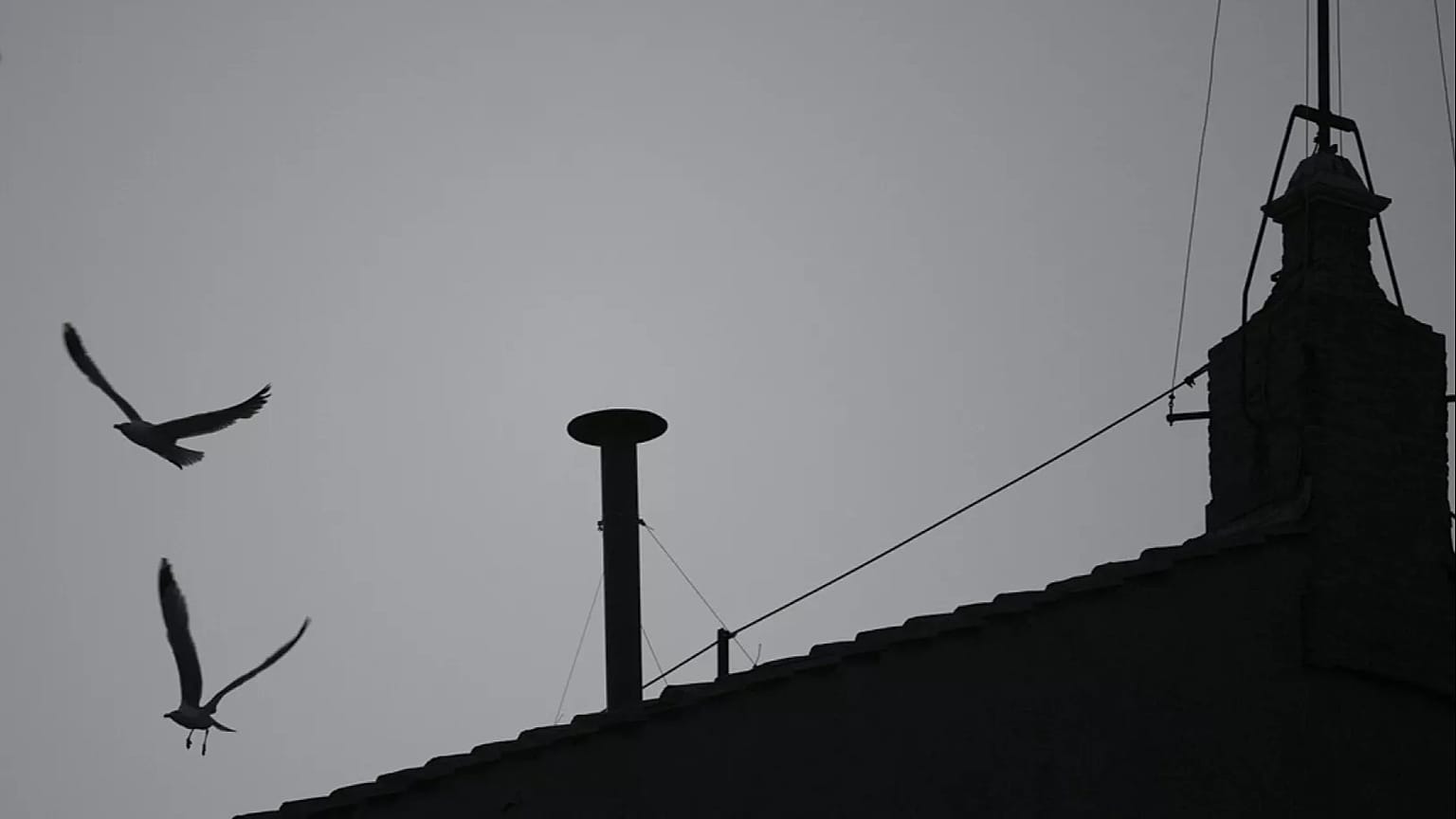 Una de las gaviotas que se posaron en el techo de la Capilla Sixtina