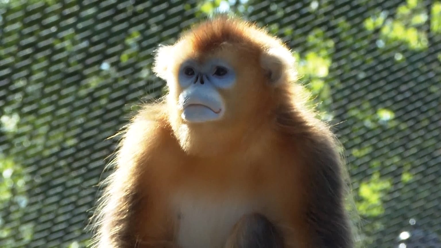 Mono de nariz chata dorado en el Zoo de Beauval