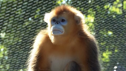Un des trois nouveaux rhinopithèque de Roxellane au ZooParc de Beauval