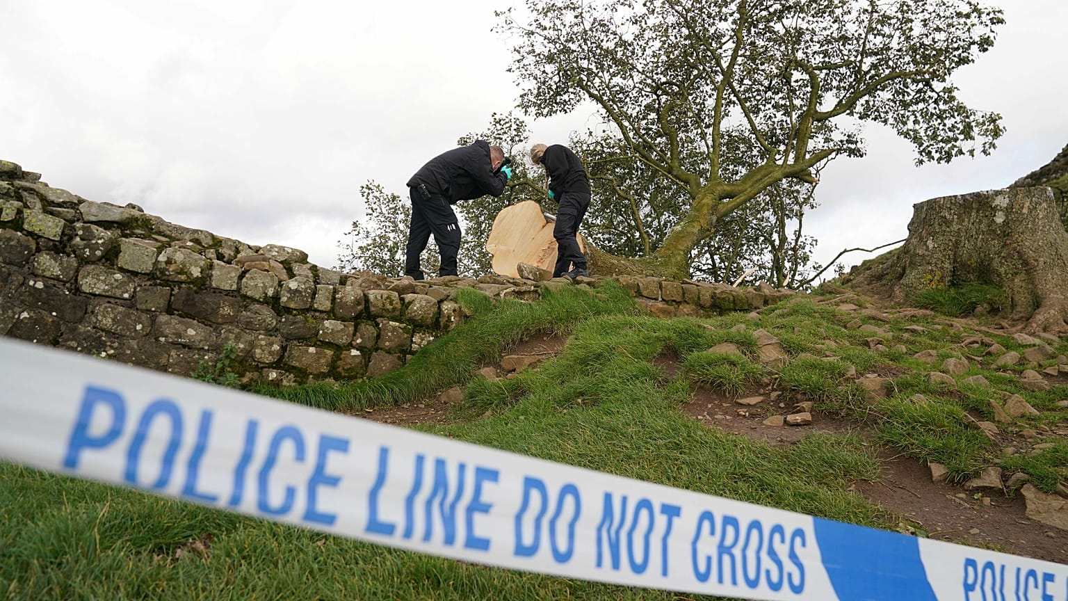 Northumbria Polisi'nden adli araştırmacılar Northumberland'de kesilen Sycamore Gap ağacını inceliyor, 29 Eylül, 2023