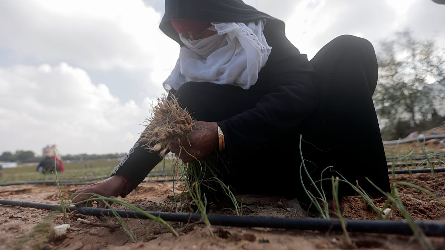 Agricultores palestinos recogen la cosecha de sus tierras en la ciudad de Deir al Balah, en el centro de la Franja de Gaza, el sábado 18 de noviembre de 2023.