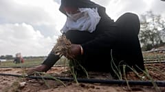 مزارعون فلسطينيون يحصدون المحاصيل من أراضيهم بمدينة دير البلح وسط قطاع غزة، السبت 18 نوفمبر 2023