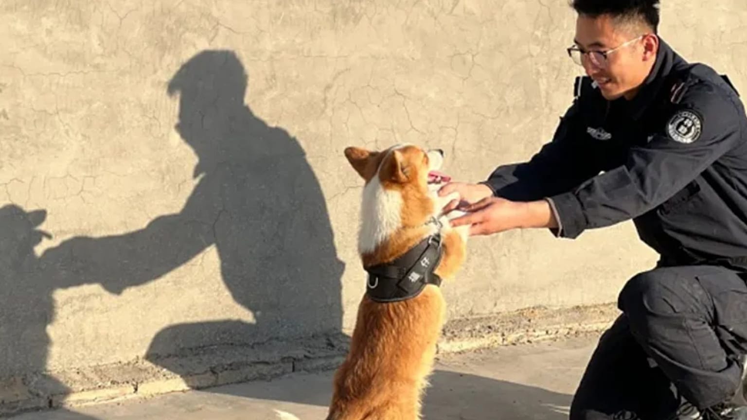 Fuzai, o primeiro cão-polícia chinês de raça Corgi, com um treinador. 