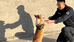 Ο Fuzai, το πρώτο αστυνομικό Corgi της Κίνας, εμφανίζεται με τον εκπαιδευτή του. 