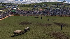 Bosna'da Bijelo Polje'de boğa güreşi müsabakalarında boğaların dövüşünü yukarıdan gösteren bir hava görüntüsü, Pazar, 11 Mayıs 2025